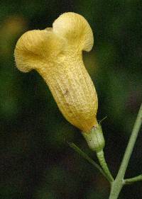 Aureolaria flava image