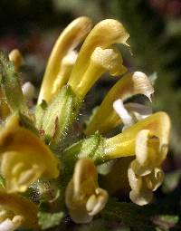 Pedicularis canadensis image