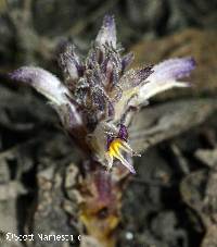 Orobanche riparia image