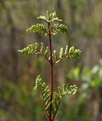 Osmunda spectabilis image