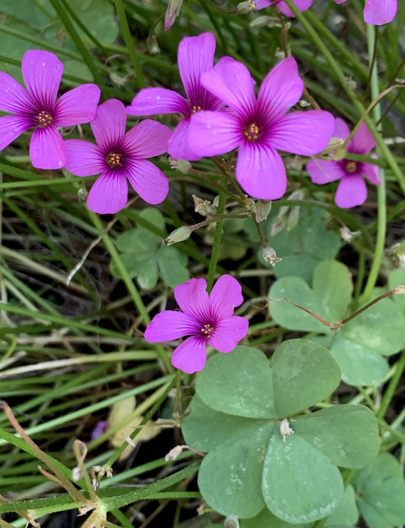 Oxalis articulata image