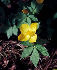 Media resource of Hylomecon japonicum
