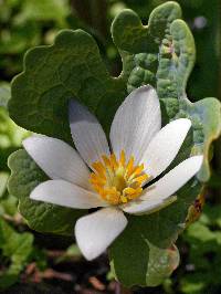 Image of Sanguinaria canadensis