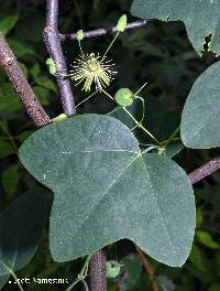 Image of Passiflora lutea
