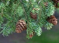 Image of Picea canadensis