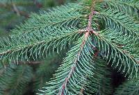 Image of Picea sitchensis