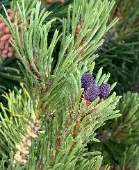 Image of Pinus mugo