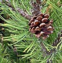 Pinus mugo image