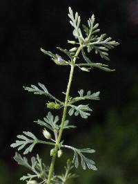 Image of Leucospora multifida