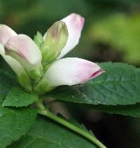 Image of Chelone glabra