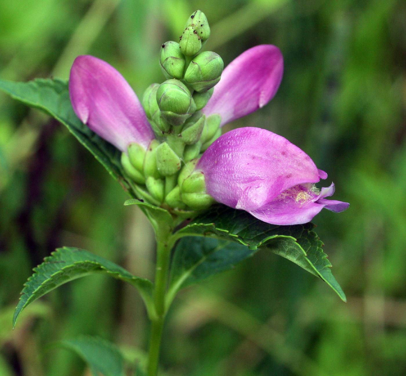 Chelone obliqua image