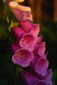 Image of Digitalis purpurea