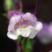 Penstemon hirsutus image