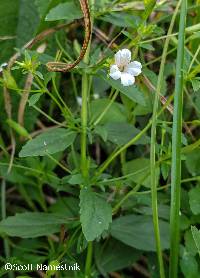 Image of Mecardonia acuminata