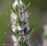 Plantago aristata image