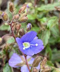 Veronica peduncularis image