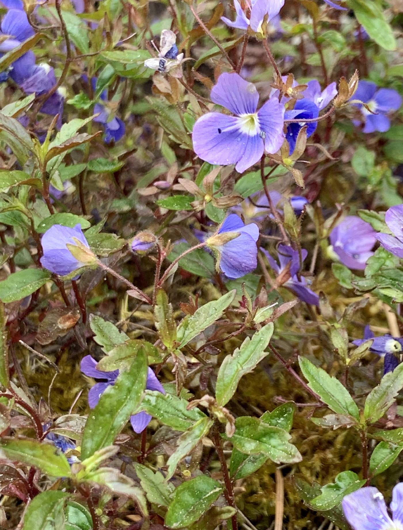 Veronica peduncularis image