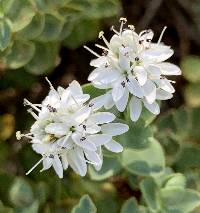 Veronica albicans image