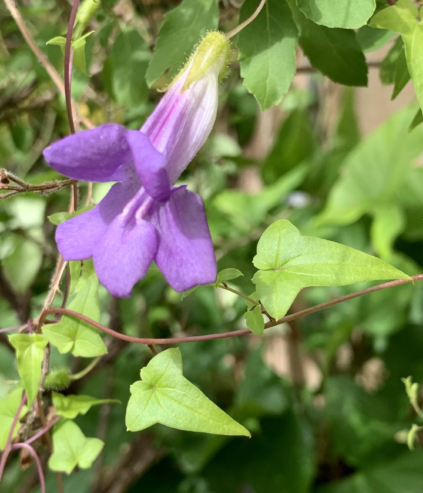 Maurandella antirrhiniflora image