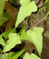 Maurandella antirrhiniflora image