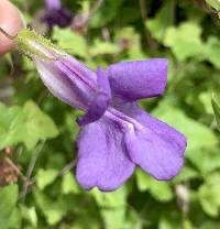 Maurandella antirrhiniflora image