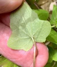 Maurandella antirrhiniflora image