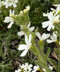 Erinus alpinus image