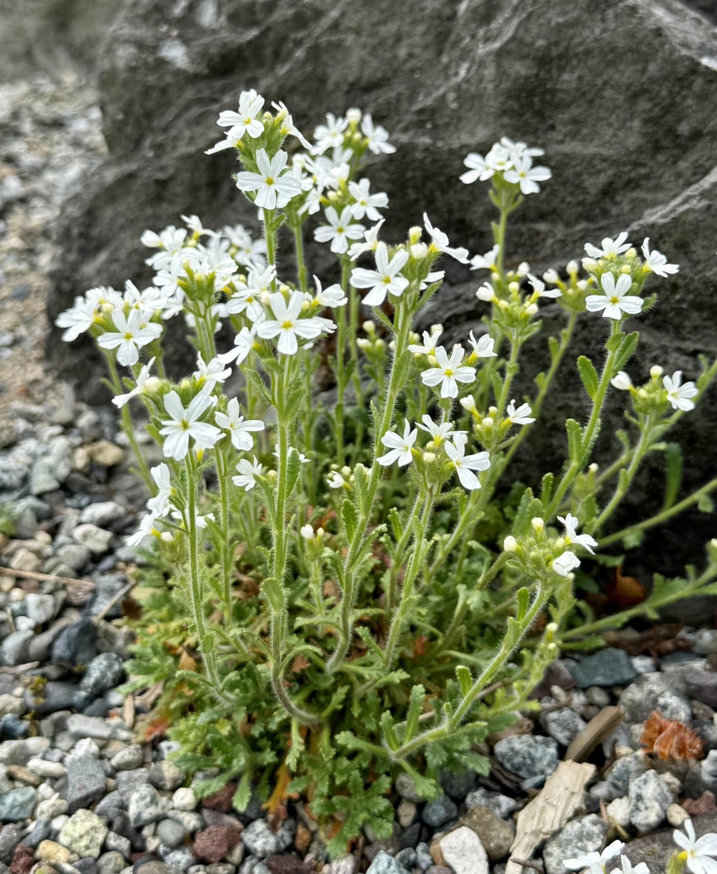 Erinus alpinus image