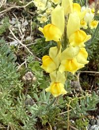 Linaria alpina image