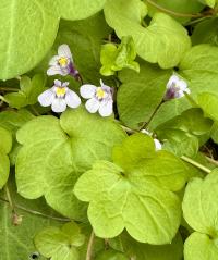 Cymbalaria muralis image