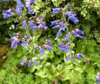 Penstemon ovatus image
