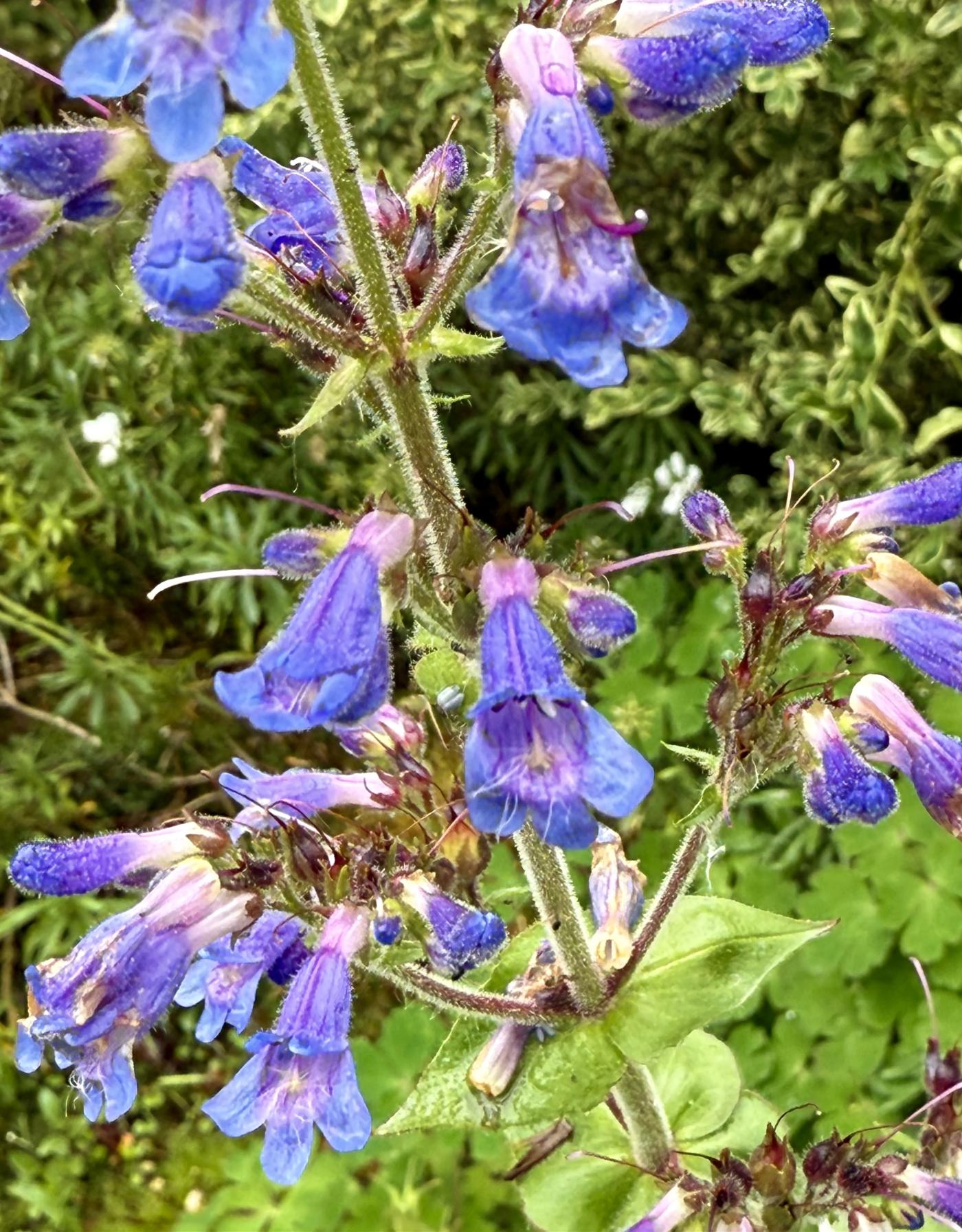 Penstemon ovatus image