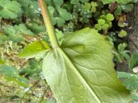 Penstemon ovatus image