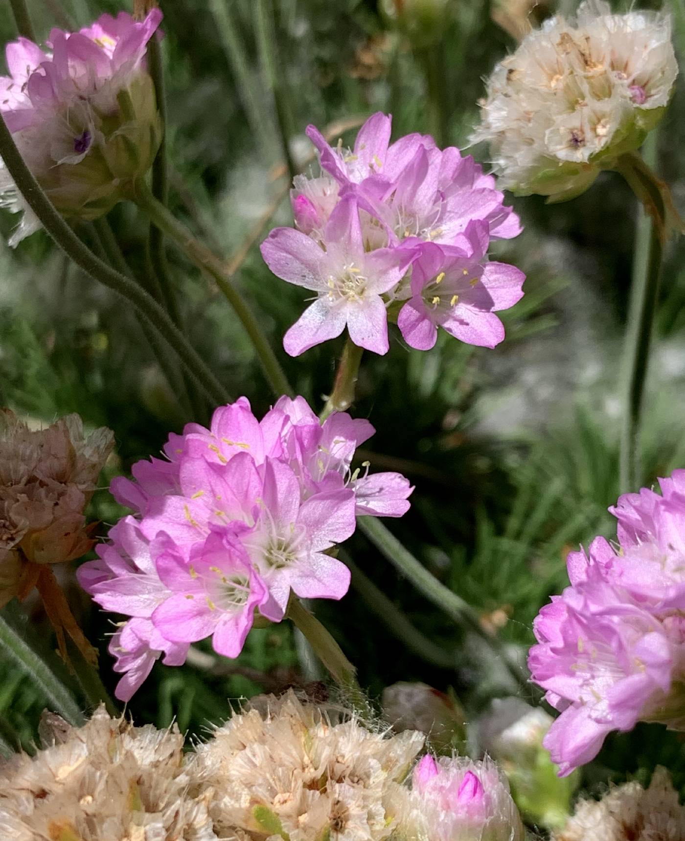 Armeria maritima image