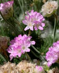 Image of Armeria maritima