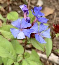 Ceratostigma plumbaginoides image