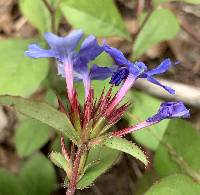 Ceratostigma plumbaginoides image