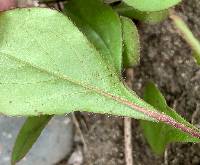 Ceratostigma plumbaginoides image