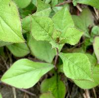 Ceratostigma plumbaginoides image