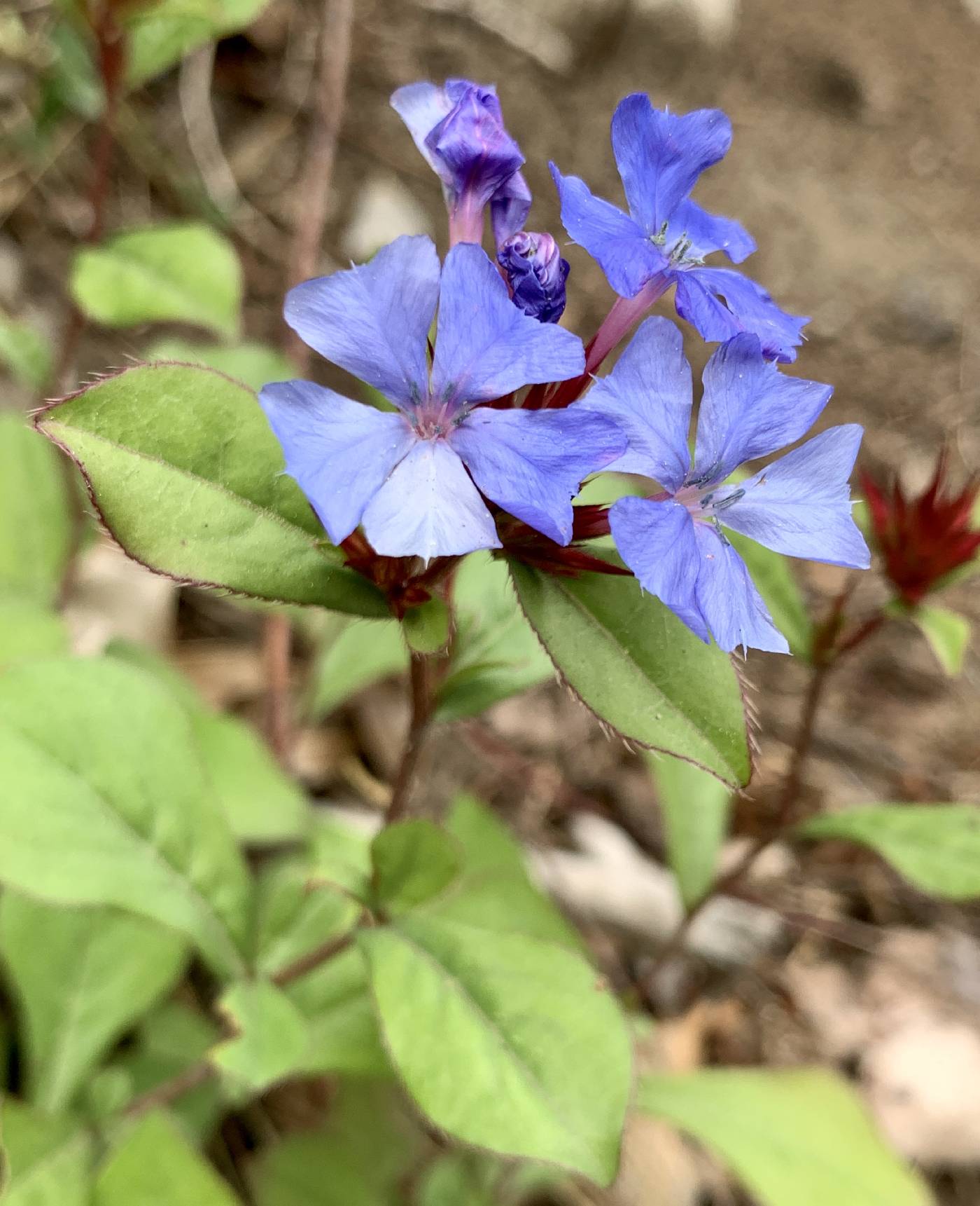 Ceratostigma plumbaginoides image