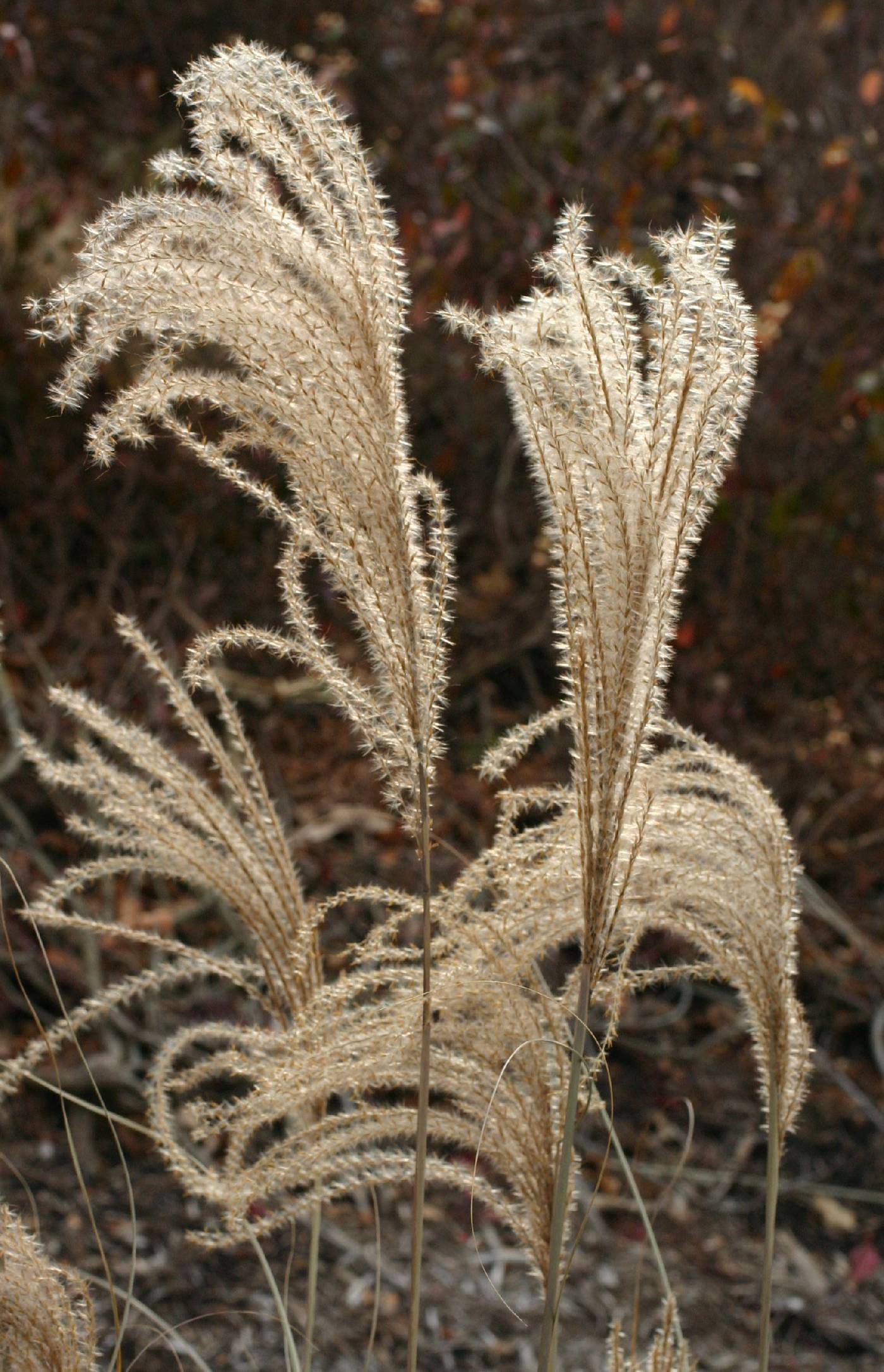 Miscanthus sinensis image