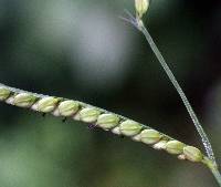 Paspalum setaceum var. muhlenbergii image