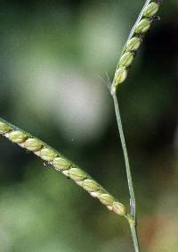 Image of Paspalum pubescens