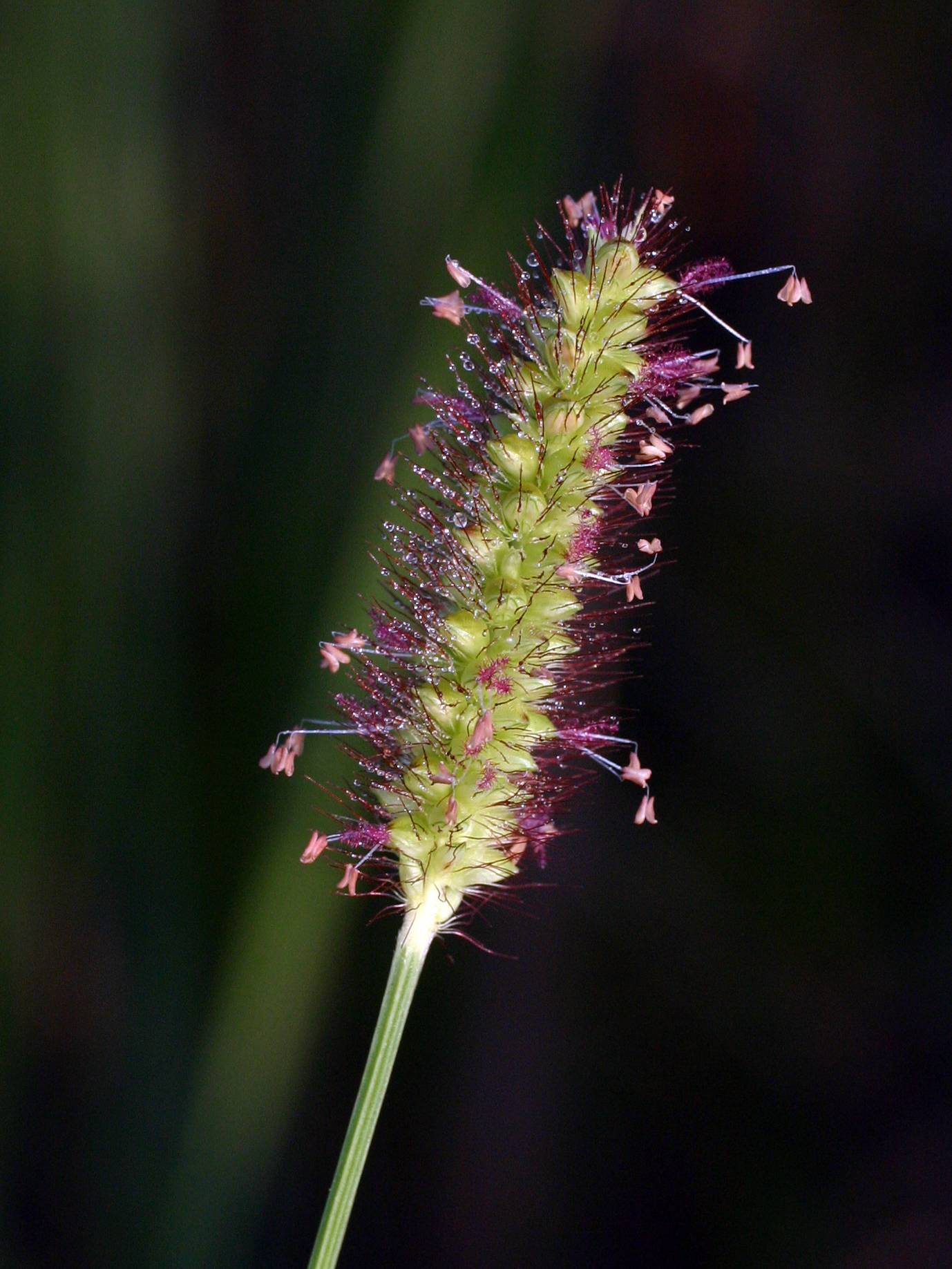 Setaria pumila subsp. pumila image