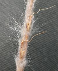 Image of Saccharum alopecuroides