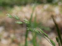 Image of Poa alsodes
