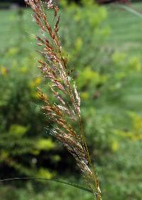 Sorghastrum nutans image