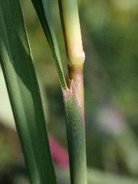 Sorghastrum nutans image