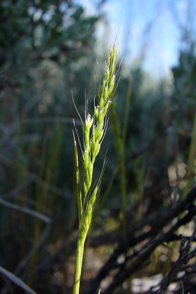 Apera interrupta image