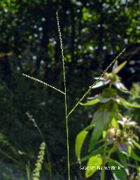 Image of Digitaria filiformis